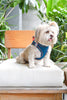 Pets Way Air Mesh Harness for Puppies & Small Dogs (Blue) Dogs-Collar, Leashes, harnesses Pets Way