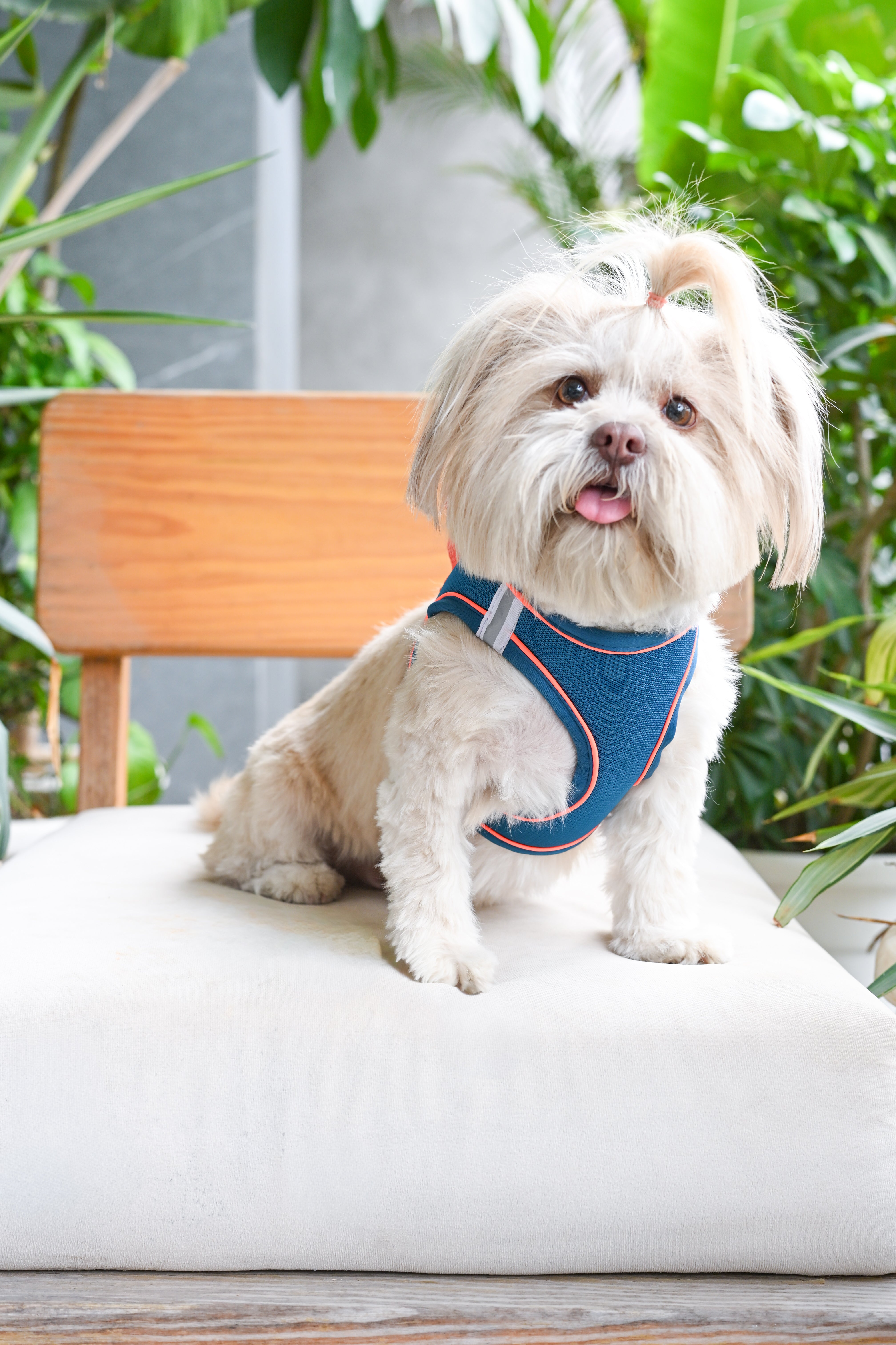 Pets Way Air Mesh Harness for Puppies & Small Dogs (Blue) Dogs-Collar, Leashes, harnesses Pets Way