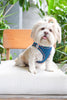 Pets Way Air Mesh Harness for Puppies & Small Dogs (Blue) Dogs-Collar, Leashes, harnesses Pets Way