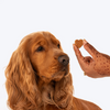HUFT Gluten Free Nutri Chicken Liver Recipe Skin & Coat Support Dog Treats Dog Treats + Others Heads Up for Tails