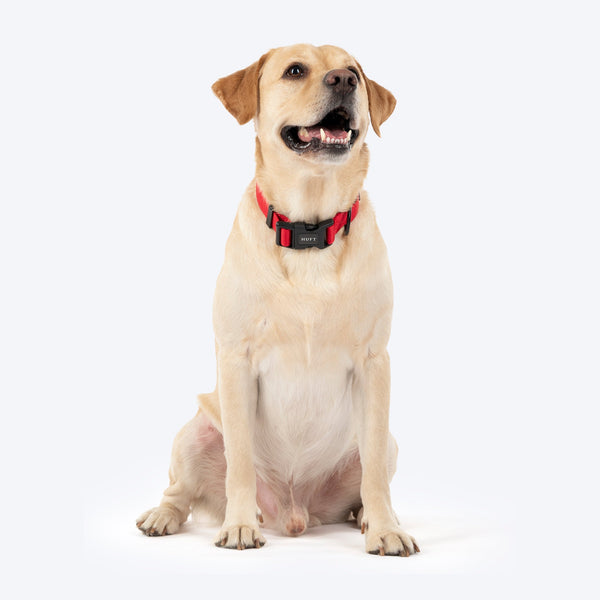 HUFT Classic D Ring Collar for Dogs (Cherry Red)