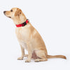 HUFT Classic D Ring Collar for Dogs (Cherry Red) Dogs-Collar, Leashes, harnesses Heads Up for Tails