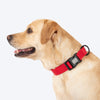 HUFT Classic D Ring Collar for Dogs (Cherry Red) Dogs-Collar, Leashes, harnesses Heads Up for Tails
