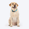 HUFT Classic D Ring Collar for Dogs (Ocean Blue) Dogs-Collar, Leashes, harnesses Heads Up for Tails