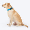 HUFT Classic D Ring Collar for Dogs (Ocean Blue) Dogs-Collar, Leashes, harnesses Heads Up for Tails
