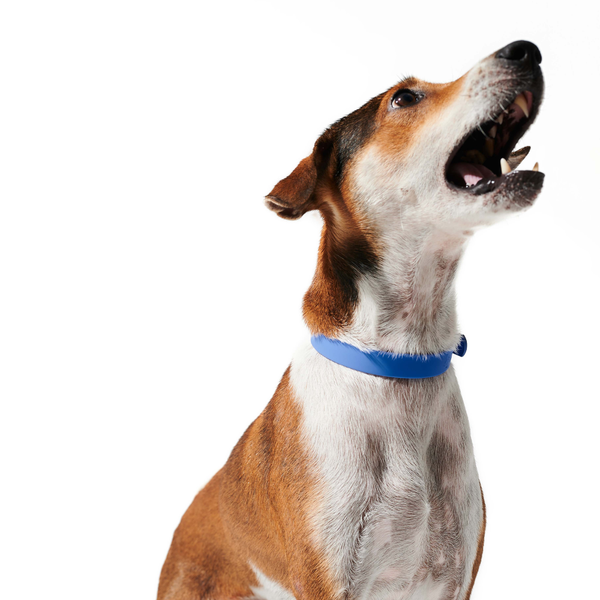 Furry & Co Weatherproof Collar and Leash for Dogs Combo (Everest Blue) - M
