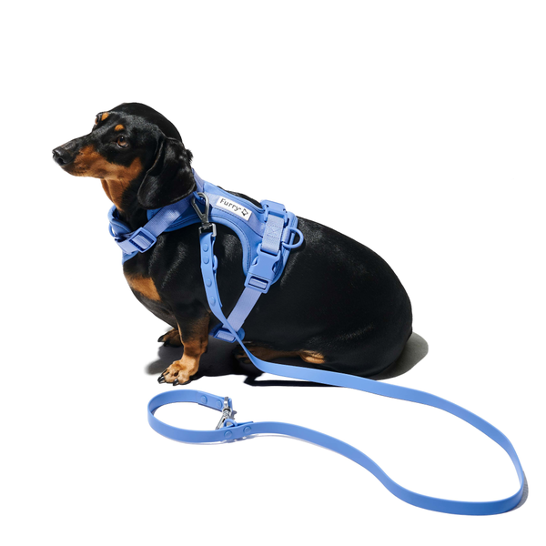 Furry & Co Weatherproof Collar and Leash for Dogs Combo (Everest Blue) - M