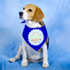 Dogobow Birthday Boy Bandana for Dogs (Blue) Dogs-Clothing & Accessories Dogobow Dropship