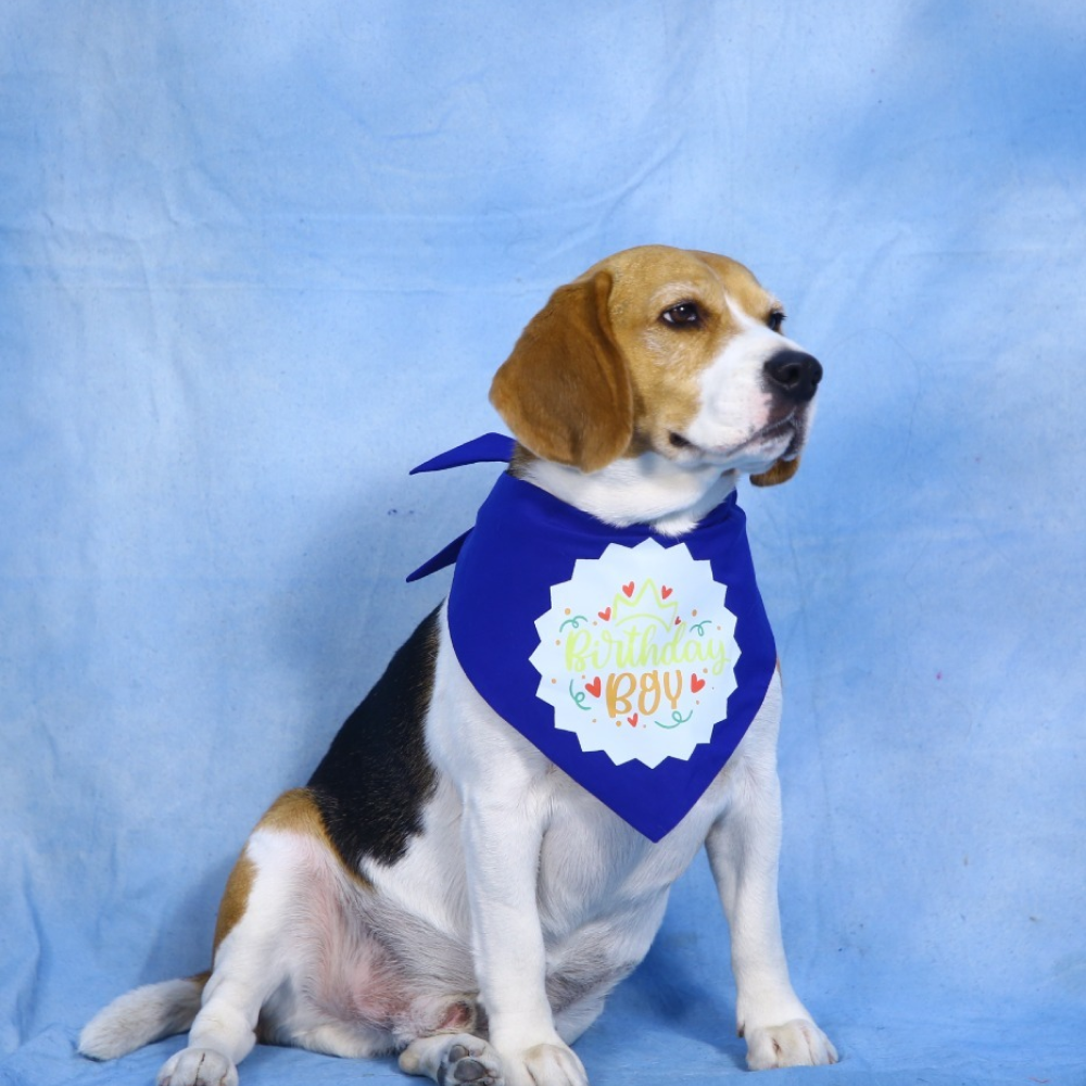 Dogobow Birthday Boy Bandana for Dogs (Blue) Dogs-Clothing & Accessories Dogobow Dropship