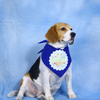 Dogobow Birthday Boy Bandana for Dogs (Blue) Dogs-Clothing & Accessories Dogobow Dropship