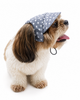 Pawgypets Denim Heart Cap and Bandana Set for Dogs and Cats Both-Clothing & Accessories Pawgypets Dropship