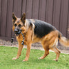 Kong Extreme Ball with Rope Toy for Dogs (Black) Dogs-Toys Kong