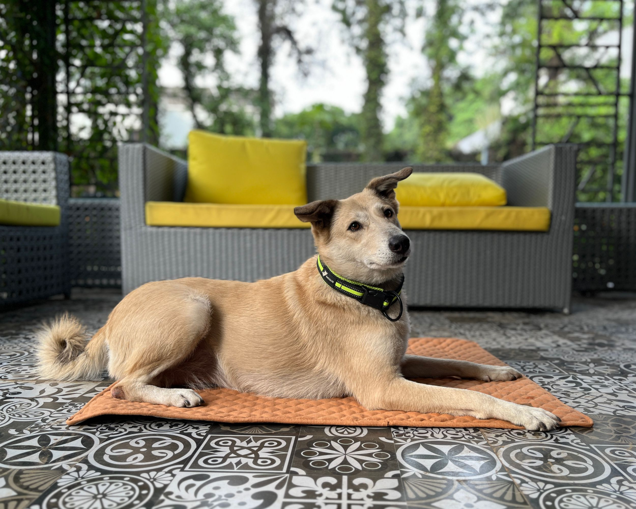 Petter World Multipurpose Breathable Summer Mat for Dogs (Earthy Brown) Both-Bedding, Mats & Travel Supplies Petter World Dropship L