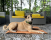 Petter World Multipurpose Breathable Summer Mat for Dogs (Earthy Brown) Both-Bedding, Mats & Travel Supplies Petter World Dropship L