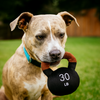 Talking Dog Club Kettle Bell Plush Toy for Dogs Dogs-Toys Talking Dog Club Dropship