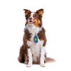 Barkbutler x Fofos Poop Bags Set for Dogs and Cats (Navy) Both-Health & Wellness Barkbutler