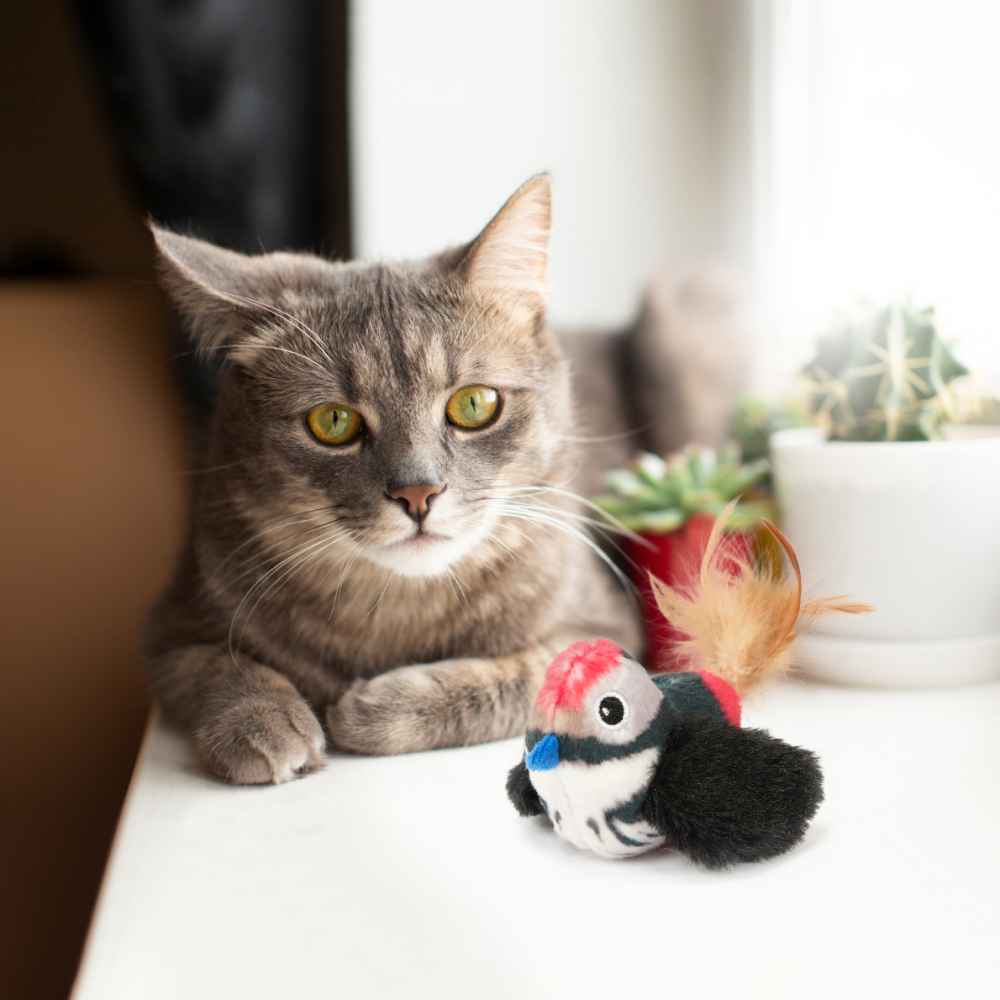 Barkbutler x Fofos Black Bird with Catnip Balls Interactive Toy for Cats (Black) Cats-Toys Barkbutler