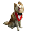 Floof & Co Tux Bandana Triangle for Dogs (Red) Dogs-Clothing & Accessories Floof & Co Dropship