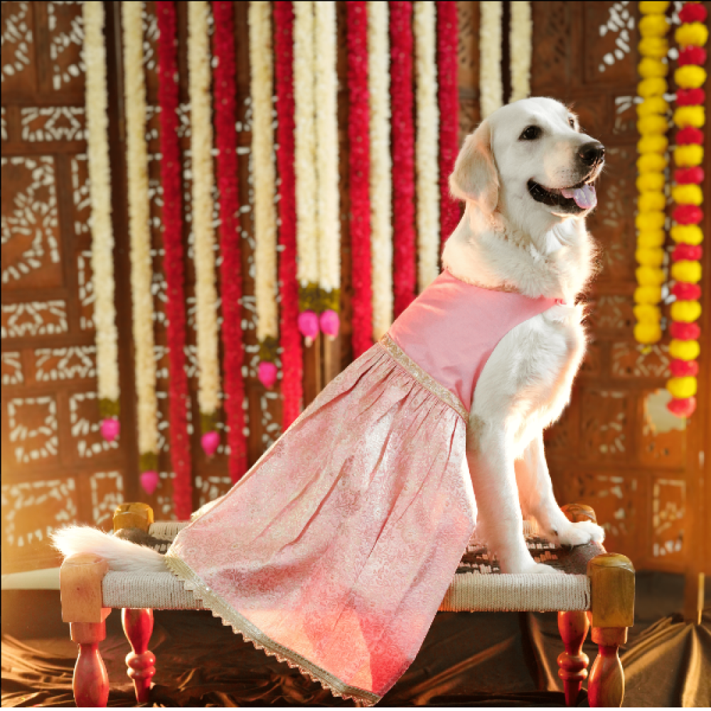 Floof & Co Pastel Banarasi Lehenga for Dogs (Pink/Gold) Dogs-Clothing & Accessories Floof & Co Dropship M