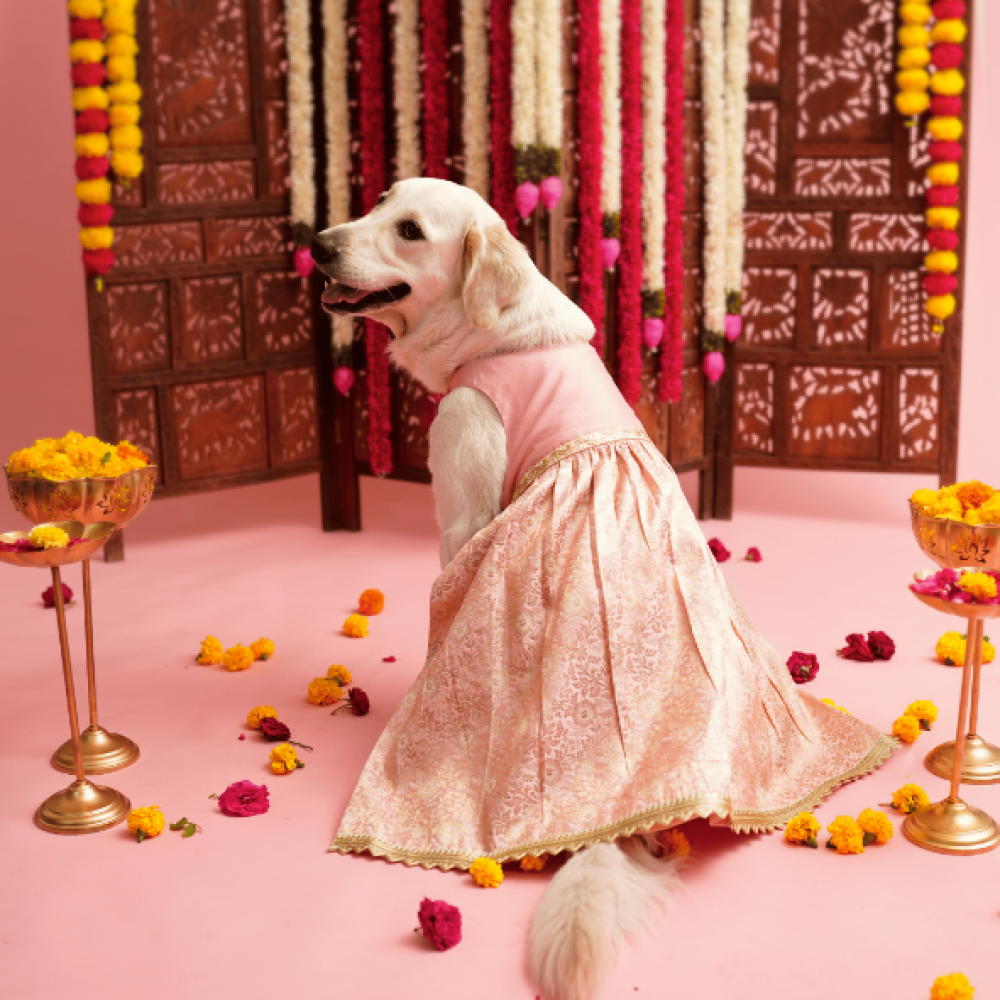Floof & Co Pastel Banarasi Lehenga for Dogs (Pink/Gold) Dogs-Clothing & Accessories Floof & Co Dropship