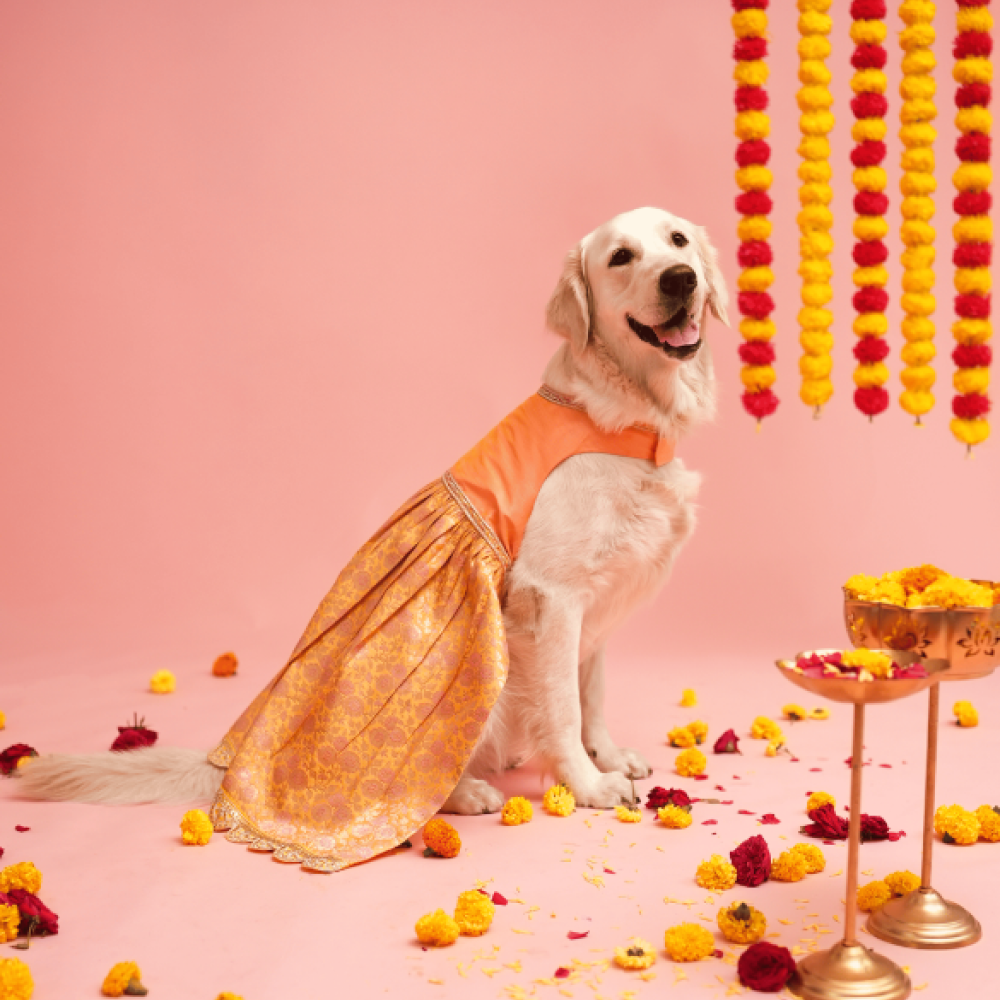 Floof & Co Banarasi Lehenga for Dogs (Pink/Yellow) Dogs-Clothing & Accessories Floof & Co Dropship