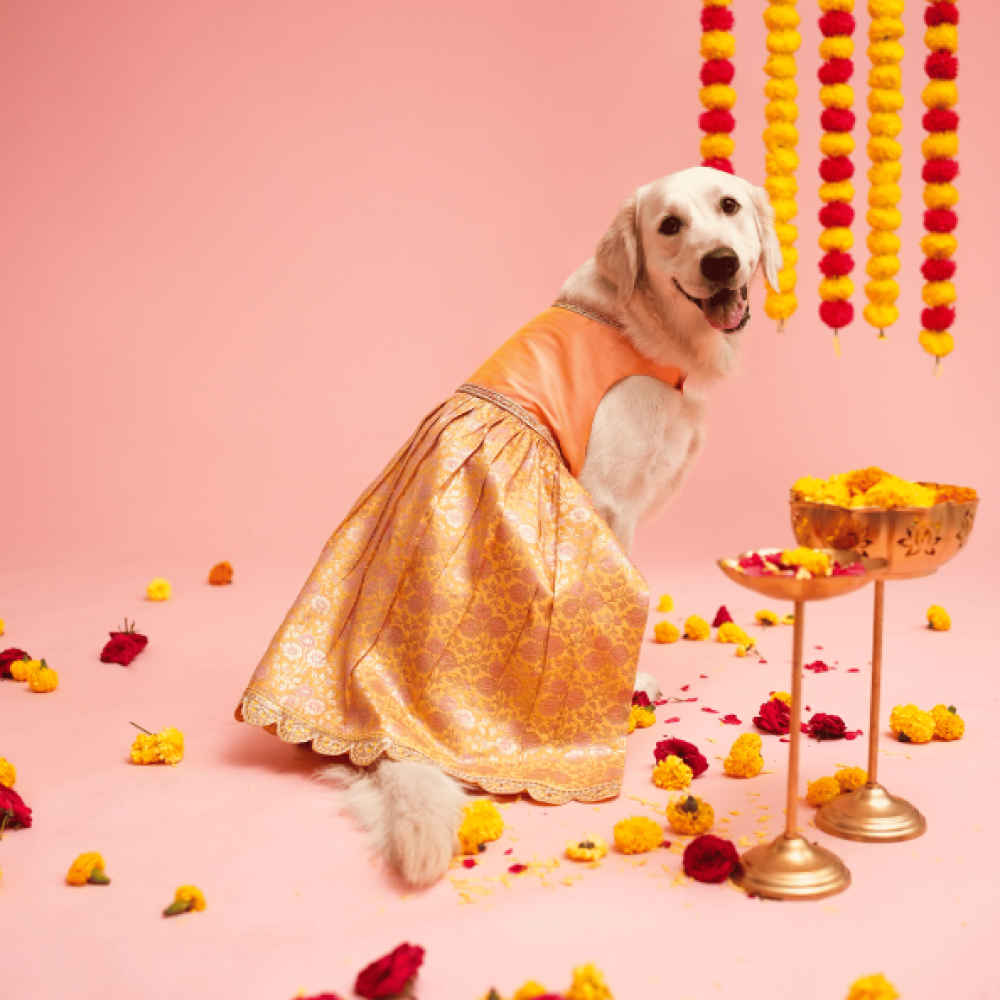 Floof & Co Banarasi Lehenga for Dogs (Pink/Yellow) Dogs-Clothing & Accessories Floof & Co Dropship