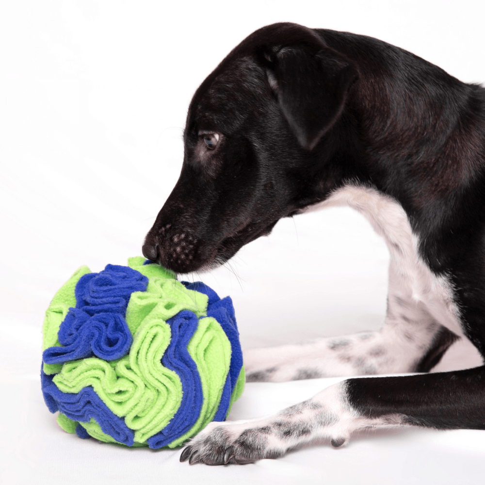For The Love Of Dog Sniffer Ball Toy for Dogs (Blue/Green) Dogs-Toys For The Love Of Dog Dropship