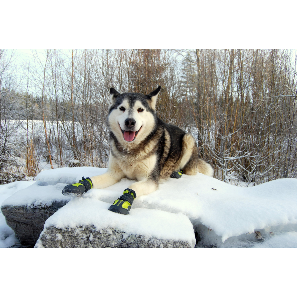Truelove Waterproof Pet Boots for Dogs (Black, Set of 4) Dogs-Clothing & Accessories True Love