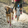 Ruffwear Bark&