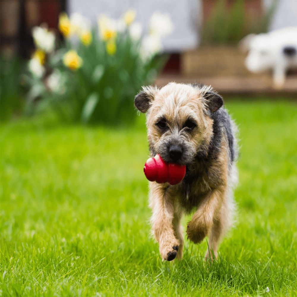 Bark Out Loud Immunity Multi Vitamin Chew Stix and Kong Classic Toy for Dogs and Cats Combo Exclusive Combo Exclusive Combo