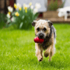 Bark Out Loud Immunity Multi Vitamin Chew Stix and Kong Classic Toy for Dogs and Cats Combo Exclusive Combo Exclusive Combo