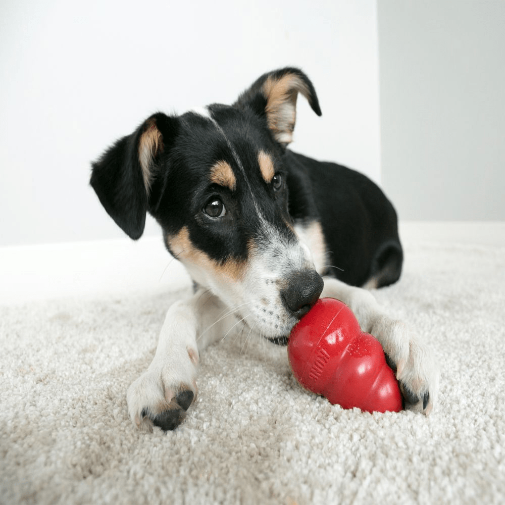 Bark Out Loud Immunity Multi Vitamin Chew Stix and Kong Classic Toy for Dogs and Cats Combo Exclusive Combo Exclusive Combo