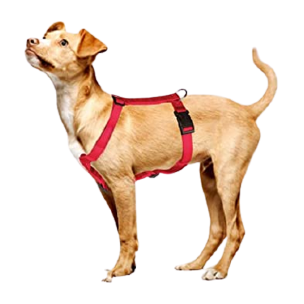 Trixie Classic H Harness, Lead Leash and Collar for Dogs Combo (Red) - S