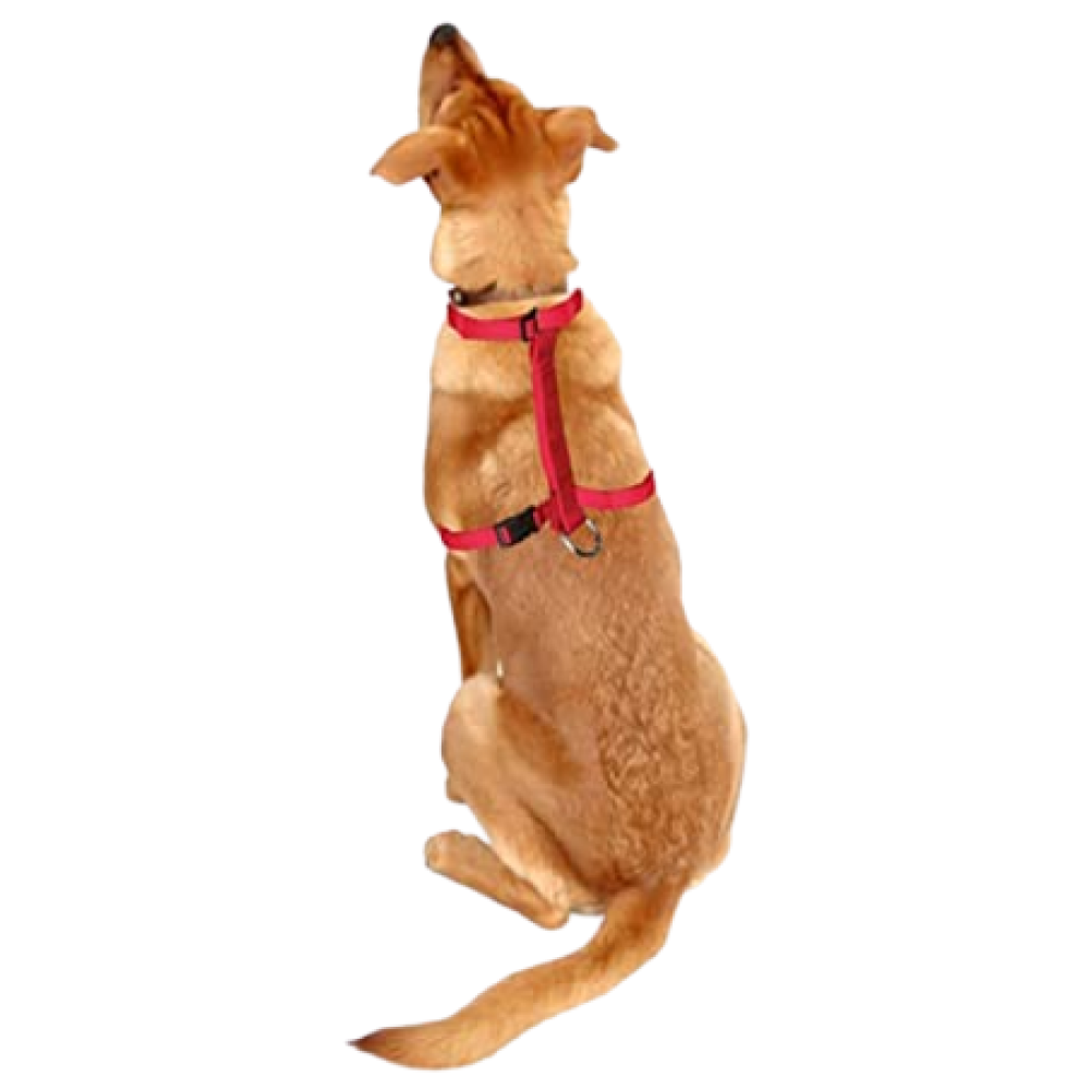 Trixie Classic H Harness, Lead Leash and Collar for Dogs Combo (Red) - S