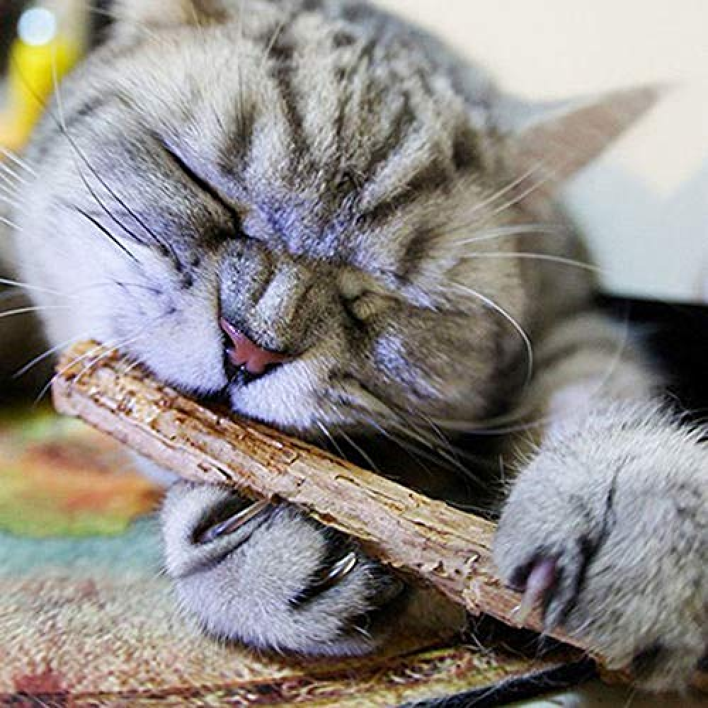 Sheba Tuna & Prawn Melty Treats with Trixie Matatabi Chew Sticks Combo for Cats