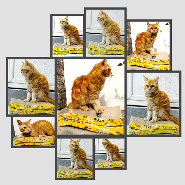 GiGwi Johnny Stick with Catnip & Natural Feathers Toy and Emily Pets Sofa Bed Scratching Pad for Cats and Kittens Combos