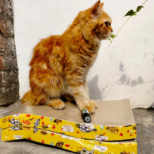 GiGwi Johnny Stick with Catnip & Natural Feathers Toy and Emily Pets Sofa Bed Scratching Pad for Cats and Kittens Combos