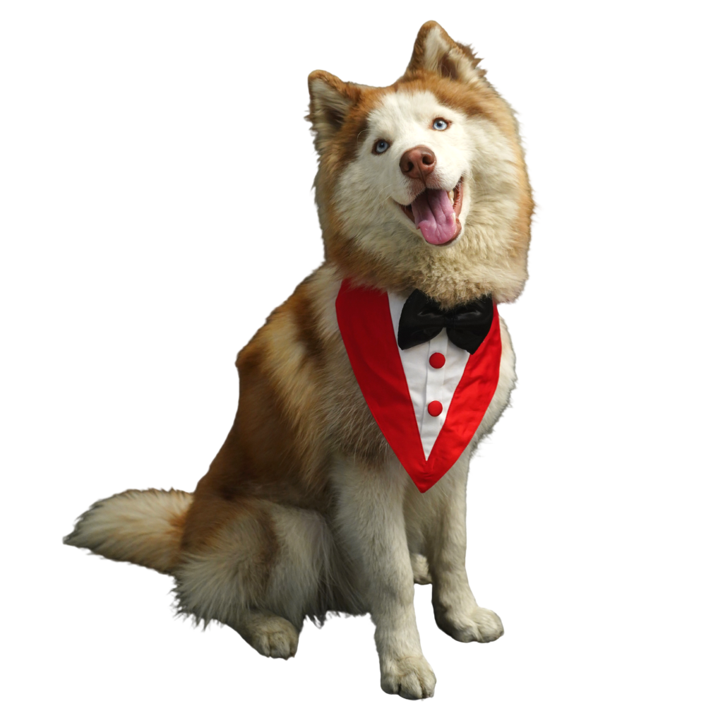 Floof & Co Silk Tuxedo for Dogs (Red)