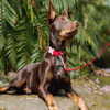 Red Dingo Classic Collar for Dogs (Red) Dogs-Collar, Leashes, harnesses Red Dingo Dropship