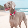 Red Dingo Classic Collar for Dogs (Red) Dogs-Collar, Leashes, harnesses Red Dingo Dropship
