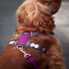 Red Dingo Padded Harness For Dogs (Purple) Dogs-Collar, Leashes, harnesses Red Dingo Dropship