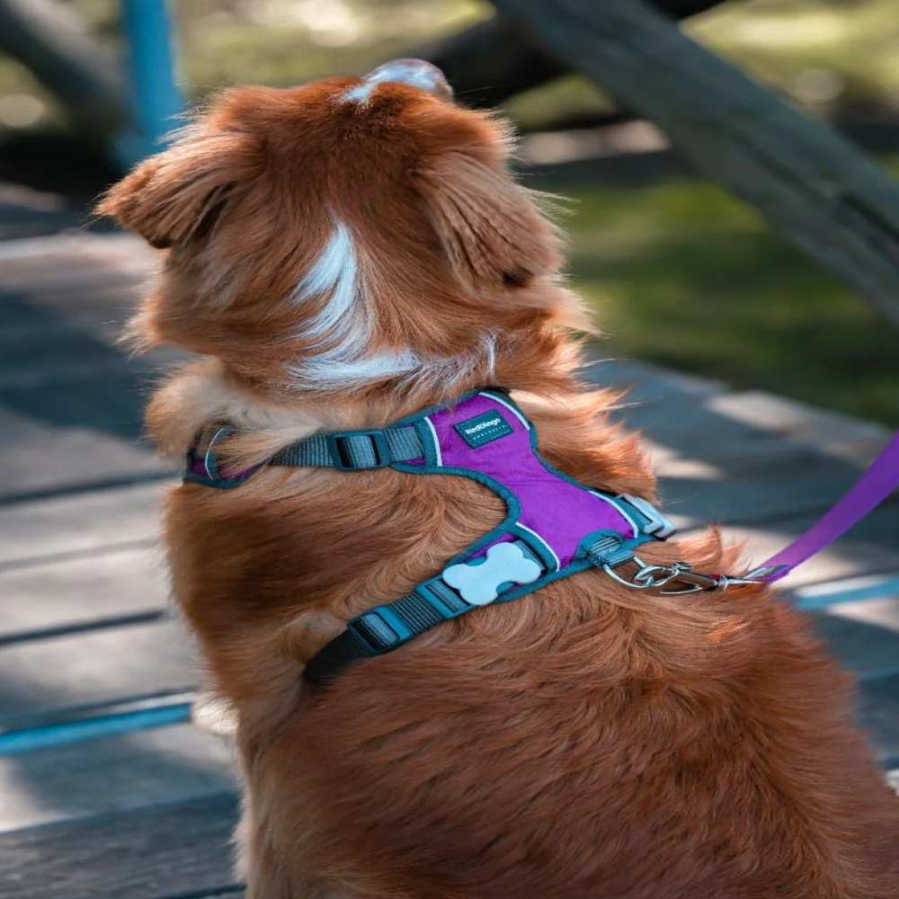 Red Dingo Padded Harness For Dogs (Purple) Dogs-Collar, Leashes, harnesses Red Dingo Dropship