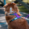 Red Dingo Padded Harness For Dogs (Purple) Dogs-Collar, Leashes, harnesses Red Dingo Dropship