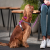 Red Dingo Padded Harness For Dogs (Purple) Dogs-Collar, Leashes, harnesses Red Dingo Dropship