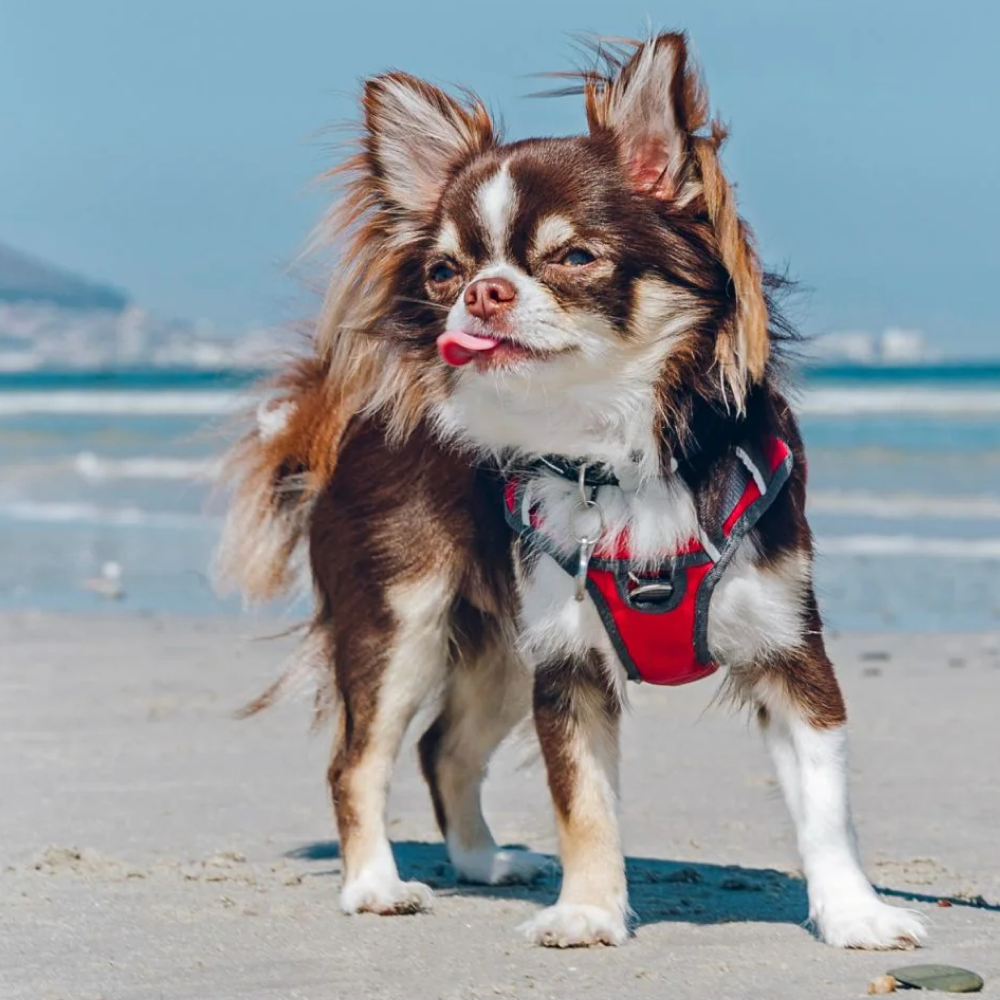 Red Dingo Padded Harness For Dogs (Red)