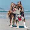 Red Dingo Padded Harness For Dogs (Red)