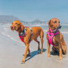 Red Dingo Padded Harness For Dogs (Red)