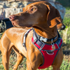 Red Dingo Padded Harness For Dogs (Red)