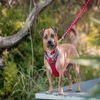Red Dingo Padded Harness For Dogs (Red)