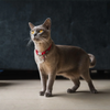 Red Dingo Classic Collar For Cats (Red) Cats-Collar, Leashes, harnesses Red Dingo Dropship